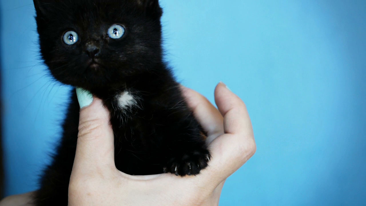 Kitten Season @ Saugerties Animal Shelter
